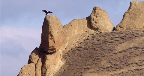 Bald eagles mating on top of a cliff Stock Footage 220876860