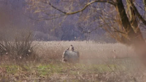Bald eagles in the meadow from behind the reeds, 4K slomo Stock Footage 176247288
