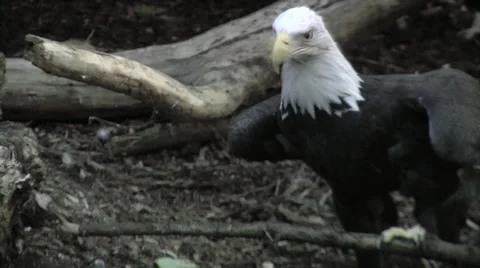 Bald Eagles- Multiple Shots Video stock 948506