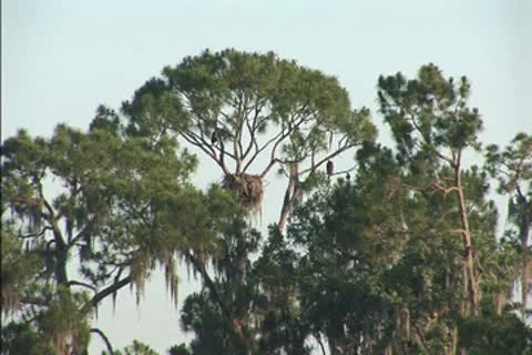 Bald eagles on nest Stock Footage 8950624