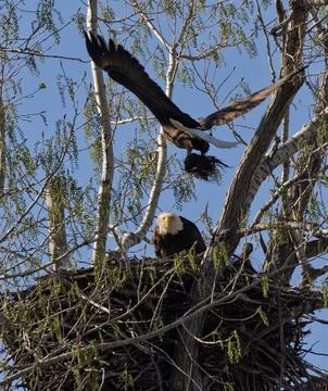 Bald Eagles Nesting and Soaring in Nature with eaglet watching Fotos de archivo