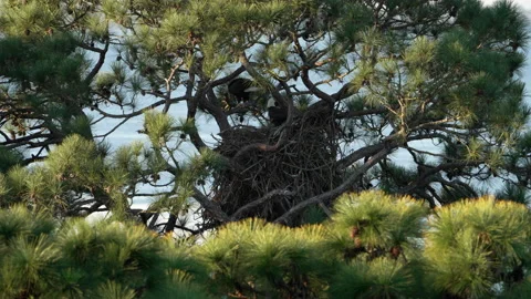 Bald Eagles nesting pair Stock Footage 169259516