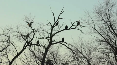 Bald eagles perch above mighty Mississippi Stock Footage 48579407