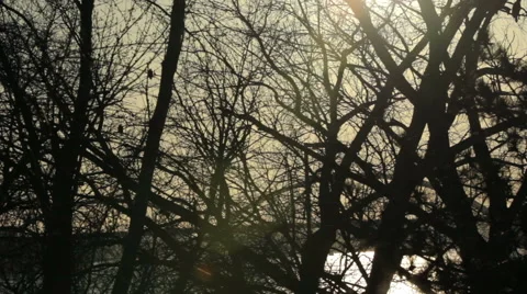 Bald eagles perched on the Mississippi River Stock Footage 48579529