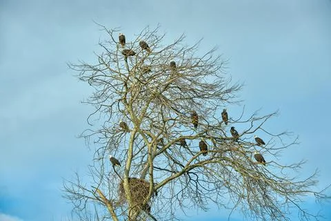 Bald Eagles Perched on Tree Branches 스톡 사진