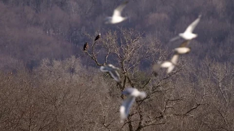 Bald Eagles Perched on a Tree with Gulls Flying in Foreground Video stock 277174388