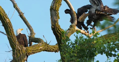 Bald Eagles perched on tree, juvenile flies in and pushes off bald eagle Stock-Footage 133972225