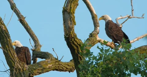 Bald Eagles perched on tree, then flies away. Stock-Footage 133973663