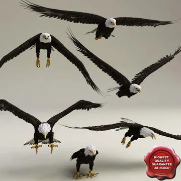 Bald Eagles Poses Collection 3D Model