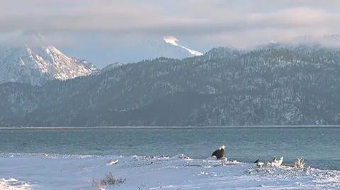 Bald Eagles Scenic on Log On Snowy Shore Stock Footage 10587310