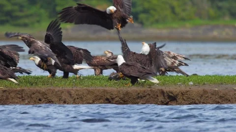 Bald eagles on a shore line fly and fight for space over a dead goose carcass Stock Footage 344088703