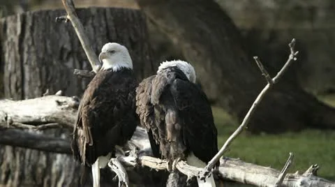 Bald Eagles sitting on dead tree Видео 12732453