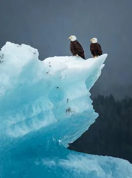 Bald eagles sitting on ice, Alaska (Haliaeetus leucocephalus) Stock Photos