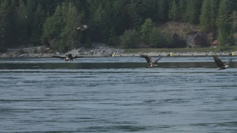 Bald Eagles Skimming River Surface In Forested Inlet Stock Footage 341029779