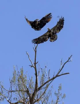 Bald eagles Soaring Above Tree in Clear Blue Sky Fotos de archivo