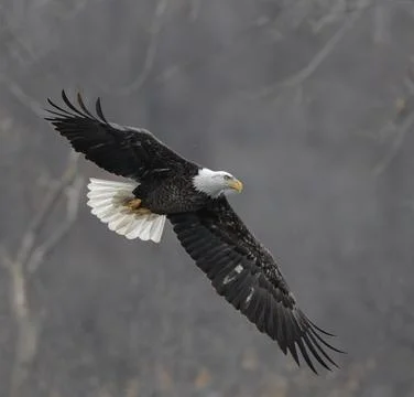 Bald Eagles Soaring Through Snow Stock Photos