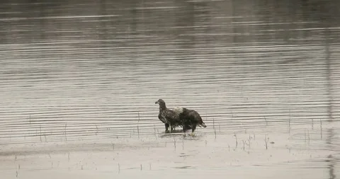 Bald Eagles on the St. Lawrence River in Portneuf 動画素材 279864336