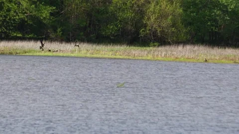 Bald Eagles on Stockton Lake Vídeo Stock 308340357