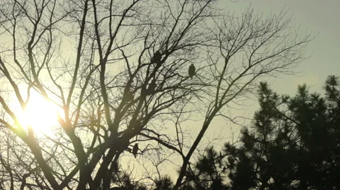 Bald eagles at sunset Stock Footage 48579488