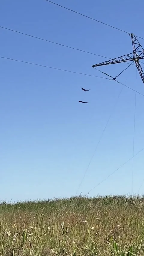 Bald Eagles taking flight from nest on power pole in Louisiana (USA) wetlands Vídeos de archivo 327595397