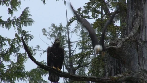 Bald Eagles in tree Stock Footage 85533283