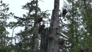 Bald Eagles in tree Stock Footage 85533559
