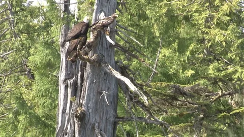 Bald Eagles in tree Stock Footage 85533562
