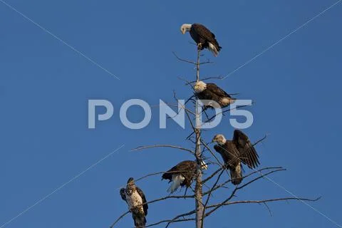 Bald eagles in a tree Stock Photos