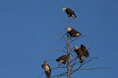 Bald eagles in a tree Stock Photos