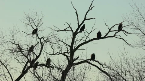 Bald eagles in winter roost trees Stock-Footage 48579344