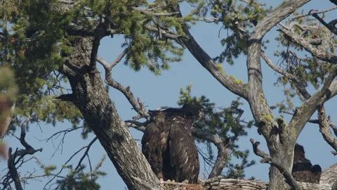 Bald eagles - young in nest preening in pre-flight, 12-weeks, 4k Stock Footage 279516900