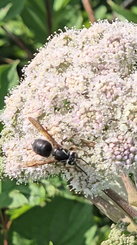 Bald-faced Hornet Видео 315418823