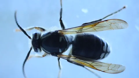 Bald faced hornet macro. Stock Footage 54713039