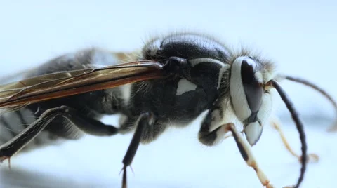 Bald faced hornet macro. Stock Footage 54713092