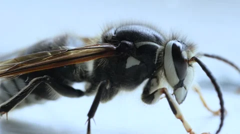 Bald faced hornet macro. Stock Footage 54713115