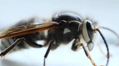 Bald faced hornet macro. Stock Footage 54713140