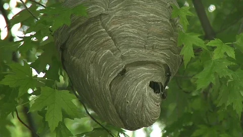 Bald Faced hornets nest. 動画素材 70519265