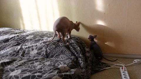 Bald funny sphynx kittens play at home, bite, jump Stock Footage 101611767
