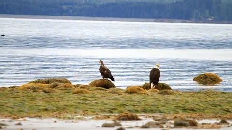 Bald head eagles on the beach Stock Footage 10745206
