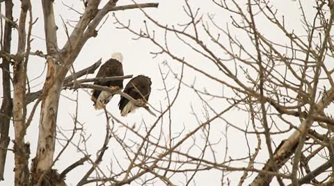 Bald head eagles fly from a branch Stock Footage 10787863