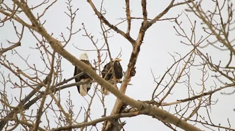 Bald Head eagles in poplar Stock Footage 10787867