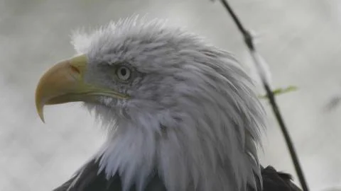 Bald Headed Eagle, close up shot with blurred background Stock Photos