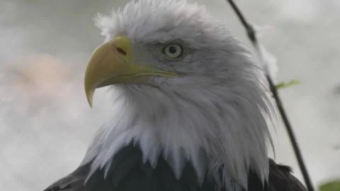 Bald Headed Eagle, close up shot with blurred background Stock Photos