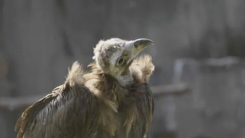 Bald Headed Eagle, close up shot with blurred background Stock Photos