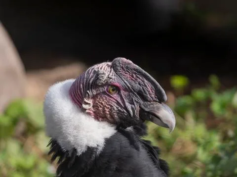 Bald Headed Eagle, close up shot with blurred background 스톡 사진