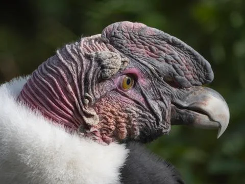 Bald Headed Eagle, close up shot with blurred background Foto stock