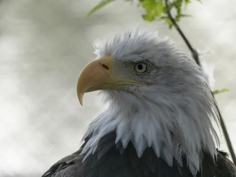 Bald Headed Eagle, close up shot with blurred background Stock Photos