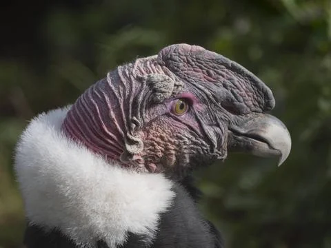 Bald Headed Eagle, close up shot with blurred background Bald Headed Eagle... Stock Photos