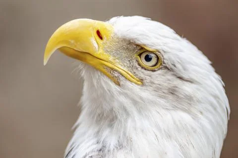 Bald Headed Eagle, close up shot with blurred background Stock Photos