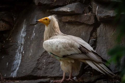 Bald Headed Eagle Stock Photos